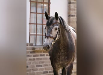 Deutsches Sportpferd, Stute, 7 Jahre, 179 cm, Schimmel