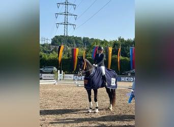 Deutsches Sportpferd, Stute, 7 Jahre, 180 cm, Schwarzbrauner