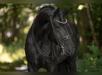 Deutsches Sportpferd, Stute, 7 Jahre, 182 cm, Rappe