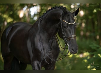 Deutsches Sportpferd, Stute, 7 Jahre, 182 cm, Rappe