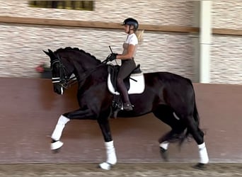 Deutsches Sportpferd, Stute, 7 Jahre, 182 cm, Rappe