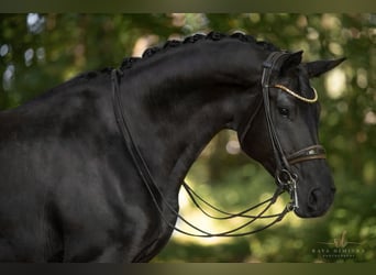 Deutsches Sportpferd, Stute, 7 Jahre, 182 cm, Rappe
