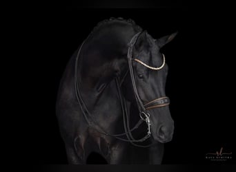 Deutsches Sportpferd, Stute, 7 Jahre, 182 cm, Rappe