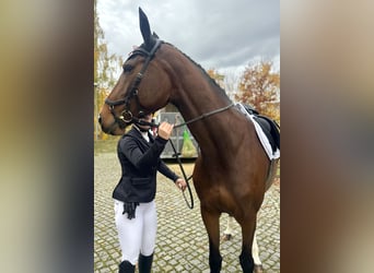 Deutsches Sportpferd, Stute, 7 Jahre, Brauner