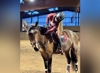 Deutsches Sportpferd, Stute, 7 Jahre, Brauner