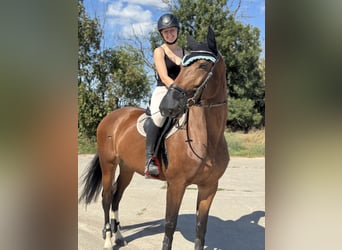 Deutsches Sportpferd, Stute, 7 Jahre, Brauner