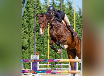 Deutsches Sportpferd, Stute, 7 Jahre, Rotbrauner
