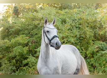 Deutsches Sportpferd, Stute, 8 Jahre, 158 cm, Fliegenschimmel