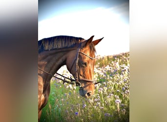 Deutsches Sportpferd, Stute, 8 Jahre, 160 cm, Brauner