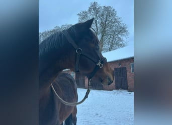 Deutsches Sportpferd, Stute, 8 Jahre, 160 cm, Brauner