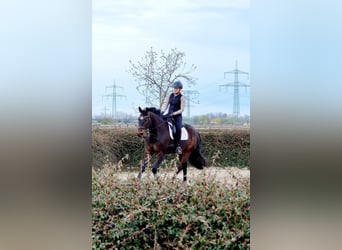 Deutsches Sportpferd, Stute, 8 Jahre, 162 cm, Dunkelbrauner