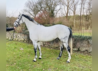 Deutsches Sportpferd, Stute, 8 Jahre, 162 cm, Schimmel