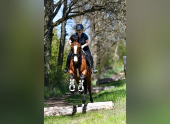 Deutsches Sportpferd, Stute, 8 Jahre, 163 cm, Brauner
