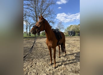 Deutsches Sportpferd, Stute, 8 Jahre, 163 cm, Fuchs