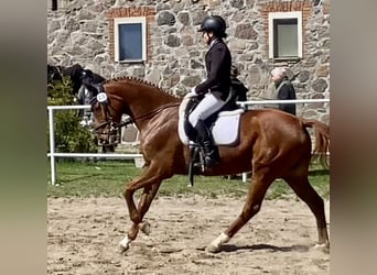 Deutsches Sportpferd, Stute, 8 Jahre, 163 cm, Fuchs