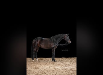 Deutsches Sportpferd, Stute, 8 Jahre, 164 cm, Dunkelbrauner