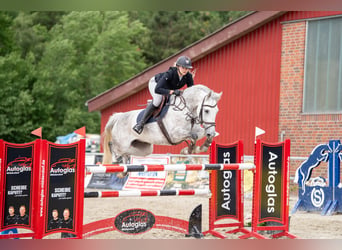 Deutsches Sportpferd, Stute, 8 Jahre, 165 cm, Apfelschimmel