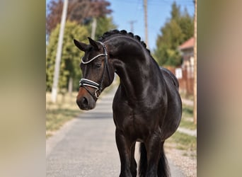 Deutsches Sportpferd, Stute, 8 Jahre, 165 cm, Brauner