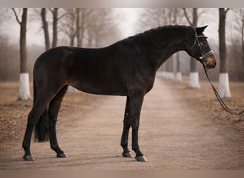 Deutsches Sportpferd, Stute, 8 Jahre, 165 cm, Brauner