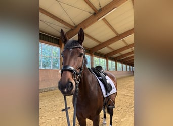 Deutsches Sportpferd, Stute, 8 Jahre, 165 cm, Brauner