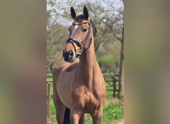 Deutsches Sportpferd, Stute, 8 Jahre, 165 cm, Brauner