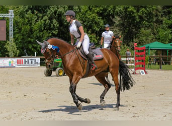 Deutsches Sportpferd, Stute, 8 Jahre, 165 cm, Brauner