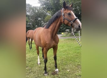 Deutsches Sportpferd, Stute, 8 Jahre, 165 cm, Brauner