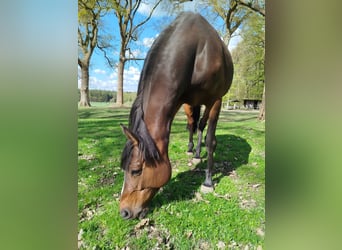 Deutsches Sportpferd, Stute, 8 Jahre, 165 cm, Brauner