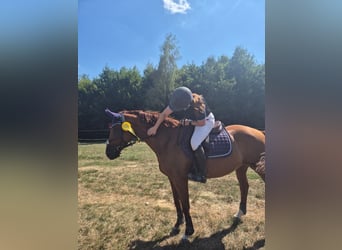 Deutsches Sportpferd, Stute, 8 Jahre, 165 cm, Dunkelfuchs