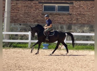 Deutsches Sportpferd, Stute, 8 Jahre, 165 cm, Rappe