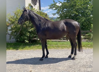 Deutsches Sportpferd, Stute, 8 Jahre, 165 cm, Rappe