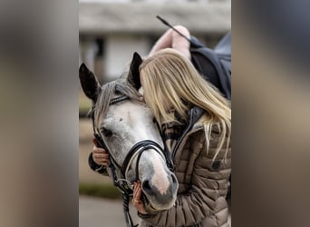 Deutsches Sportpferd, Stute, 8 Jahre, 165 cm, Schimmel