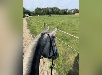 Deutsches Sportpferd, Stute, 8 Jahre, 165 cm, Schimmel