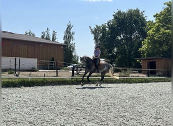 Deutsches Sportpferd, Stute, 8 Jahre, 165 cm, Schimmel