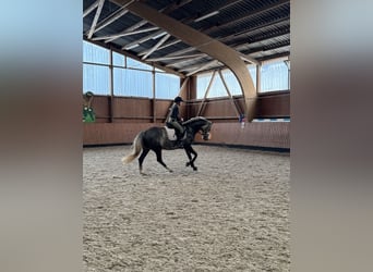 Deutsches Sportpferd, Stute, 8 Jahre, 165 cm, Schimmel