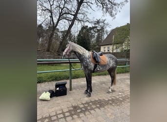 Deutsches Sportpferd, Stute, 8 Jahre, 165 cm, Schimmel