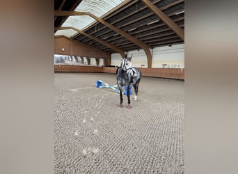 Deutsches Sportpferd, Stute, 8 Jahre, 165 cm, Schimmel