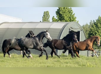 Deutsches Sportpferd, Stute, 8 Jahre, 165 cm, Schimmel