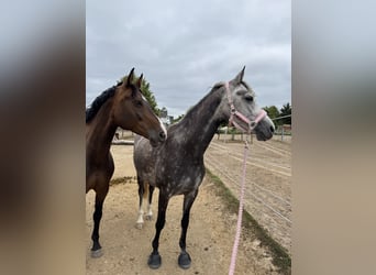 Deutsches Sportpferd, Stute, 8 Jahre, 165 cm, Schimmel