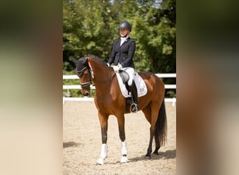Deutsches Sportpferd, Stute, 8 Jahre, 166 cm, Brauner