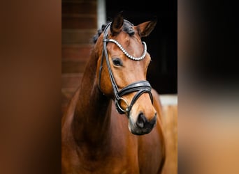 Deutsches Sportpferd, Stute, 8 Jahre, 166 cm, Brauner