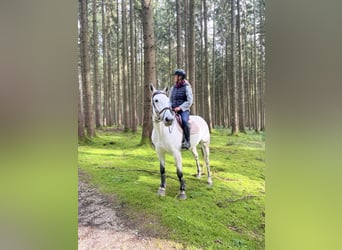 Deutsches Sportpferd, Stute, 8 Jahre, 166 cm, Braunfalbschimmel