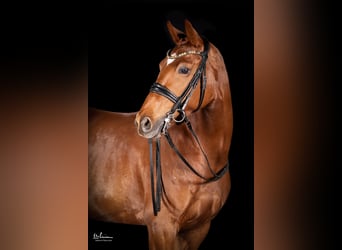Deutsches Sportpferd, Stute, 8 Jahre, 166 cm, Fuchs