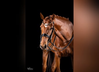 Deutsches Sportpferd, Stute, 8 Jahre, 166 cm, Fuchs