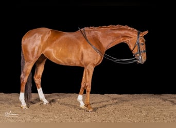 Deutsches Sportpferd, Stute, 8 Jahre, 166 cm, Fuchs