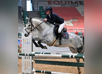 Deutsches Sportpferd, Stute, 8 Jahre, 166 cm, Schimmel