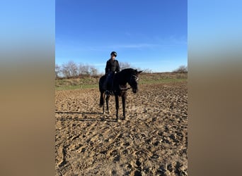 Deutsches Sportpferd, Stute, 8 Jahre, 166 cm, Schwarzbrauner
