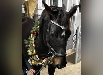 Deutsches Sportpferd, Stute, 8 Jahre, 166 cm, Schwarzbrauner