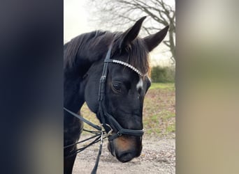 Deutsches Sportpferd, Stute, 8 Jahre, 166 cm, Schwarzbrauner
