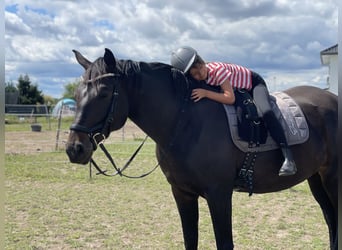 Deutsches Sportpferd, Stute, 8 Jahre, 166 cm, Schwarzbrauner